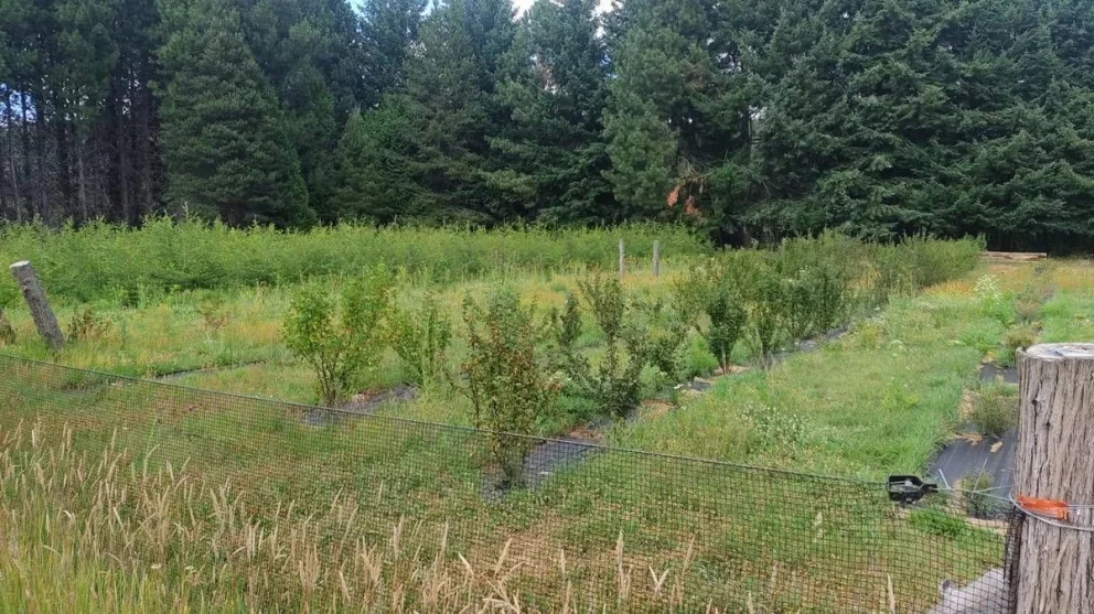 Crean banco de plantas en la provincia para restaurar zonas degradadas