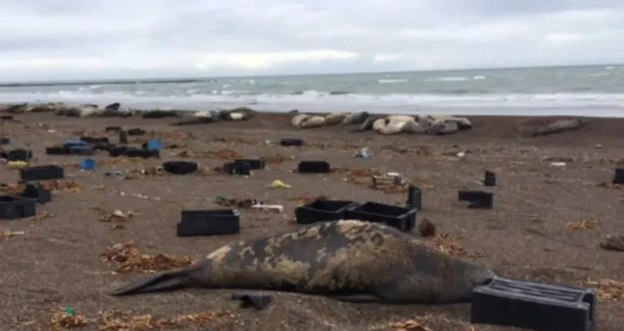 En marzo realizarán tareas de limpieza en las costas de Chubut