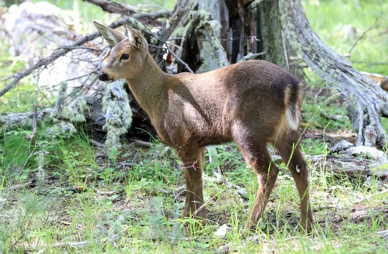 Después de 70 años, nace el primer huemul en una estación que les da protección en Chubut