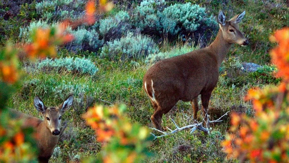 ¿Qué o quiénes pusieron al huemul al borde de la extinción?