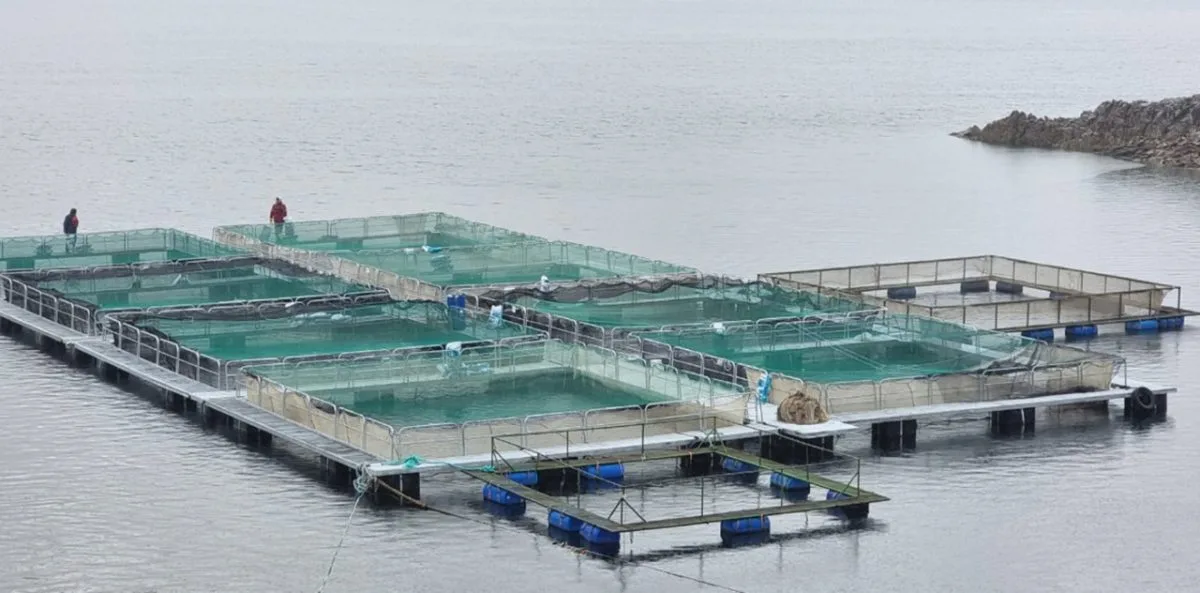 Destacan ampliación del status sanitario libre de enfermedades para truchas y salmónidos