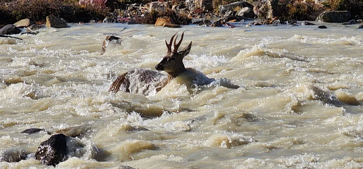 Un huemul fue atacado por perros en el Parque Nacional Los Glaciares