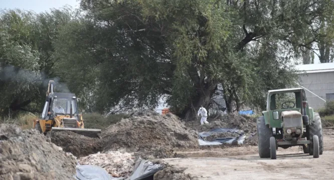 Comenzó la disposición final de las primeras 5 mil gallinas con gripe Aviar