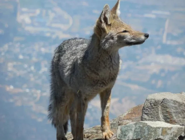 6 especies endémicas de la Patagonia, en decadencia