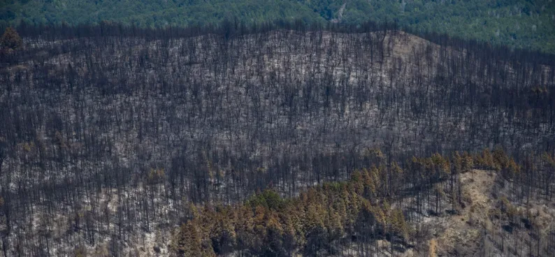 Plantarán árboles nativos en la zona del incendio del Lago Steffen