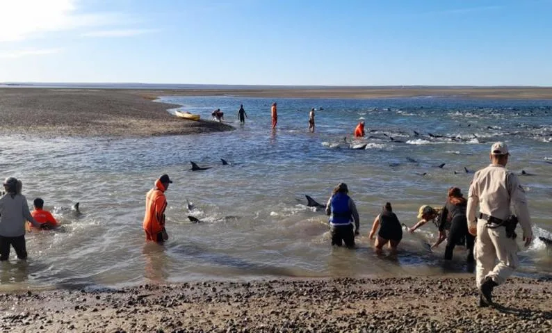 Rescataron a unos 300 delfines varados en el Golfo San Matías