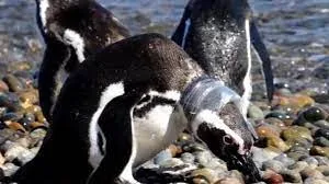 Encuentran la primera evidencia de contaminación por microplásticos en pingüinos de Magallanes
