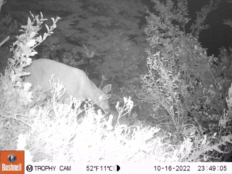 Nuevos registros de huemul en la Zona Sur del Parque Nacional Los Alerces