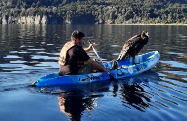 Trasladaron al Centro de Recuperación de Especies Temaikén el cóndor andino rescatado en el Lago Traful
