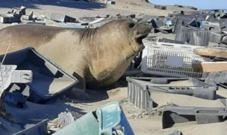 Gandón pidió a Provincia de Chubut aceptar ayuda de ONGs para solucionar  problema de residuos pesqueros