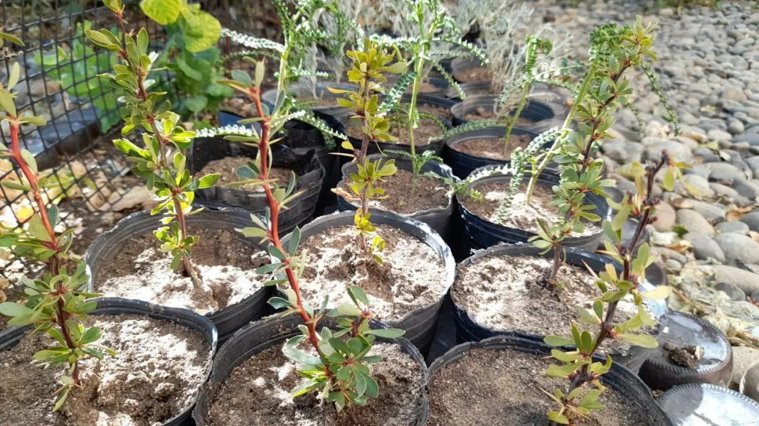 Charla-taller sobre plantas nativas de la Patagonia Sur