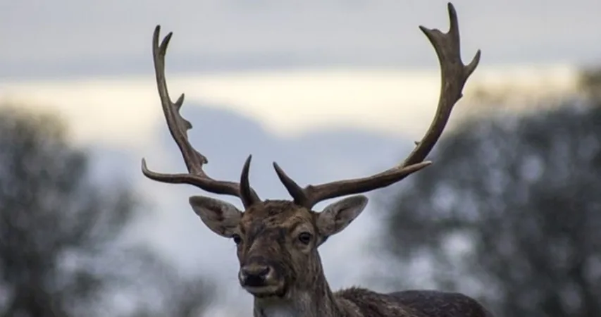 Críticas a Ambiente por el permiso de importación de tres huemules a un zoológico privado en Chile