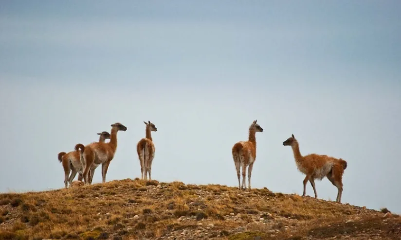 Fuertes críticas a quienes alientan la matanza de fauna silvestre