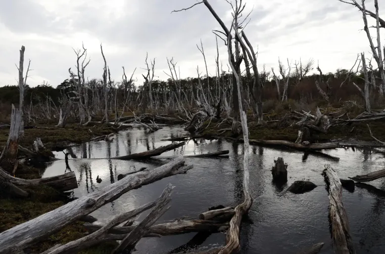El castor, el pequeño animal que arrasa bosques patagónicos al sur de Chile