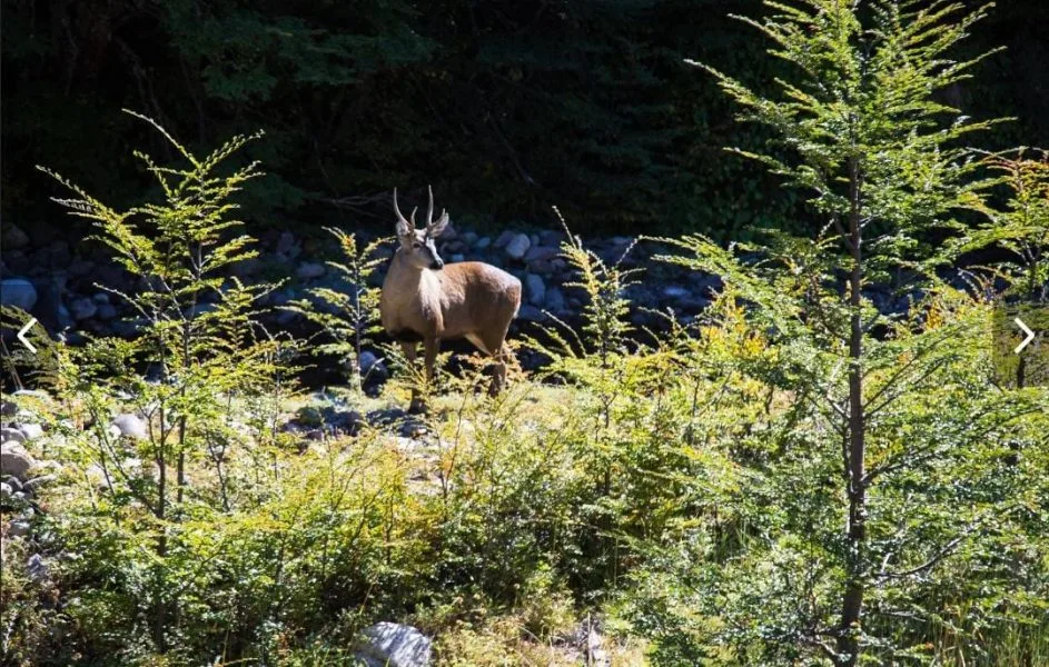 Corredor Nacional del Huemul: El plan para su desarrollo acordado por el Minagri y Rewilding Chile