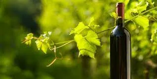 Vinos biodinámicos: ¿Qué son y cuándo se producirán en Neuquén?