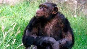 Confirman el fallo que ordena trasladar al chimpancé Toti