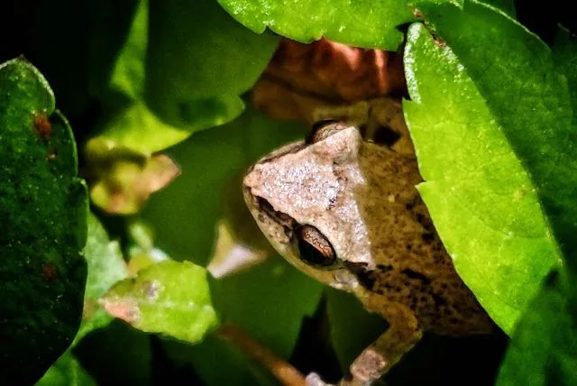 Especies invasoras avanzan sin control en Latinoamérica