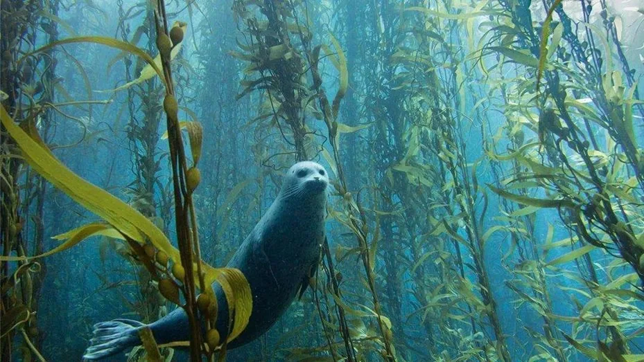 Ambientalistas estudian en Santa Cruz bosque de macroalgas para mitigar el cambio climático