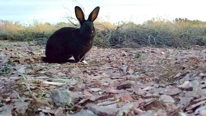 Polémica por erradicación de conejos que hace una Fundación en costas de Chubut