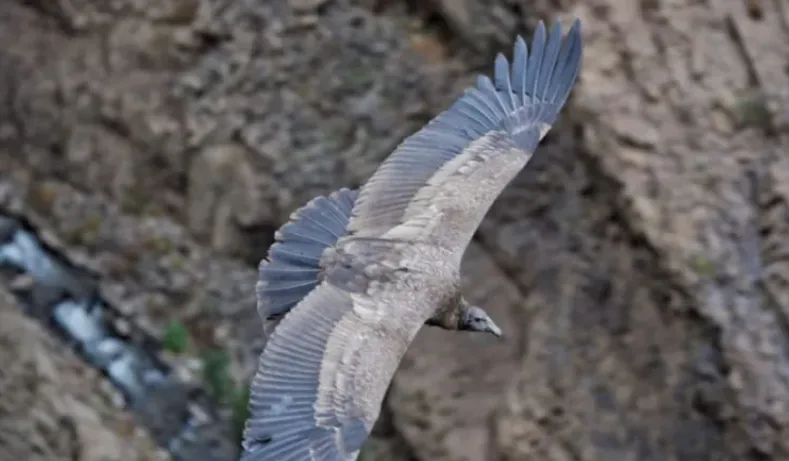 Áreas Naturales Protegidas serán “Santuarios del Cóndor”