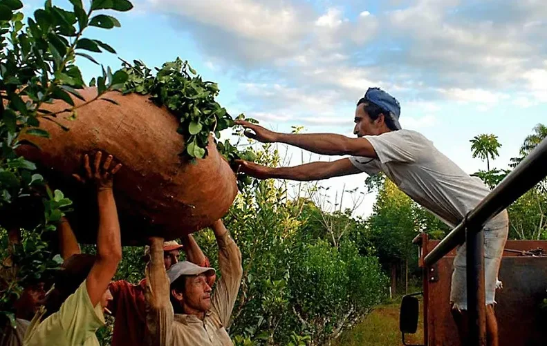 Misiones prohibió el uso de glifosato por ley
