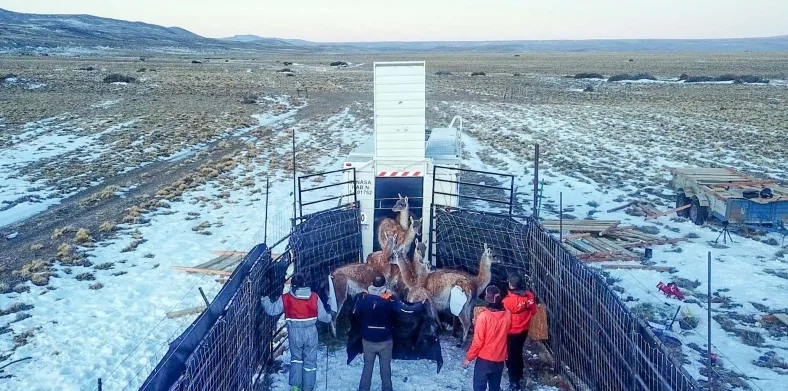 Guanacos fueron trasladados de Santa Cruz a La Pampa para reintroducción