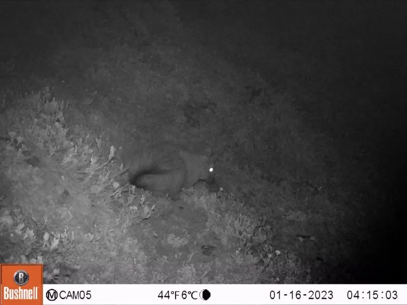 Nuevos hallazgos de la Vizcacha de la Patagonia en Cochamó