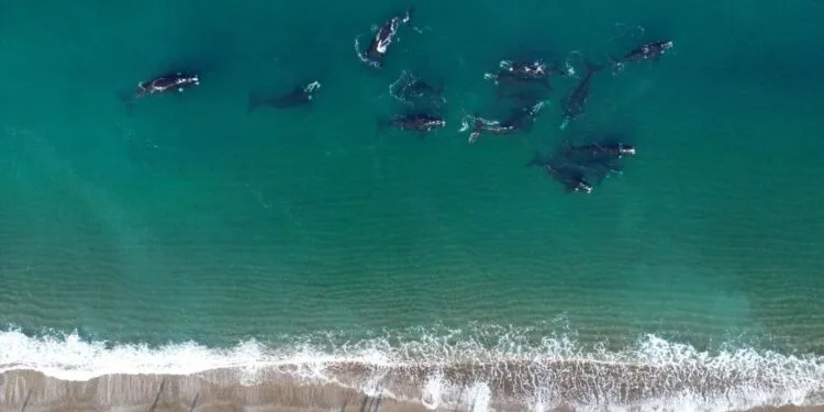 Proteccionistas advierten que ballenas y delfines sufren amenaza del cambio climático y la caza