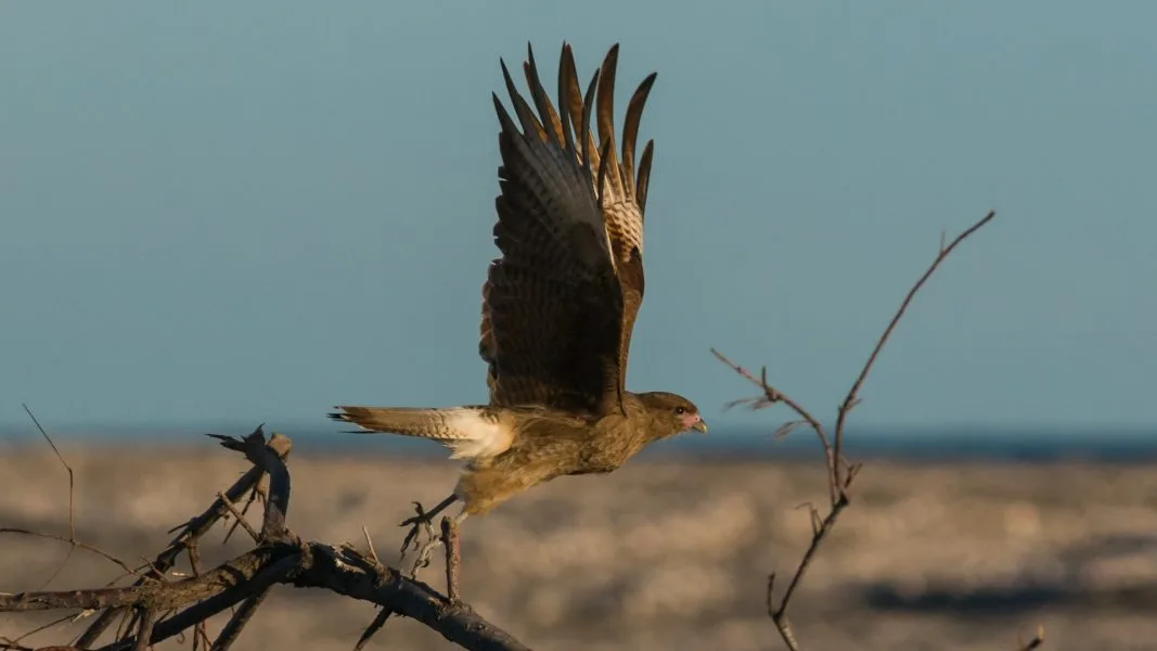 Introducción a las aves, su observación y conservación