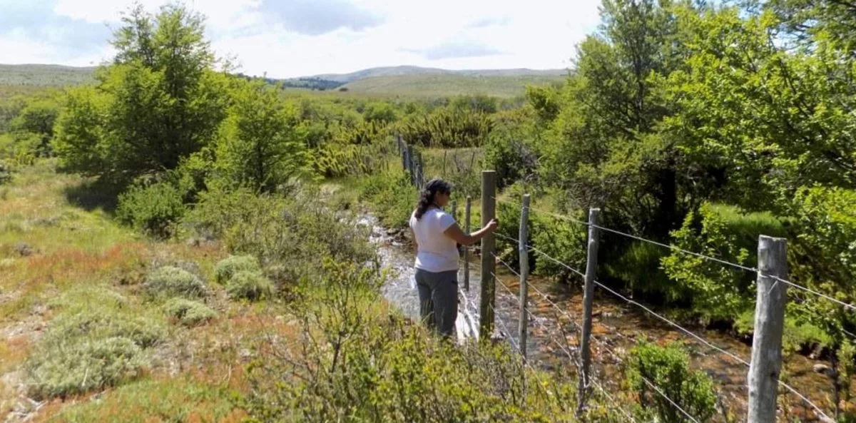 Trabajan en la conservación de especies vegetales del bosque nativo