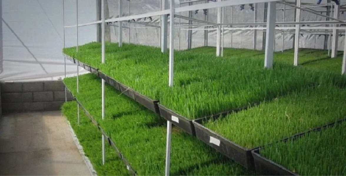 Desarrollan la producción de Forraje Verde Hidropónico en Chubut