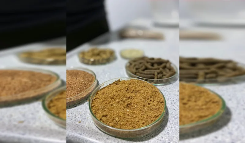 Empresa chubutense, que produce con Erizos de Mar, concretó primera exportación