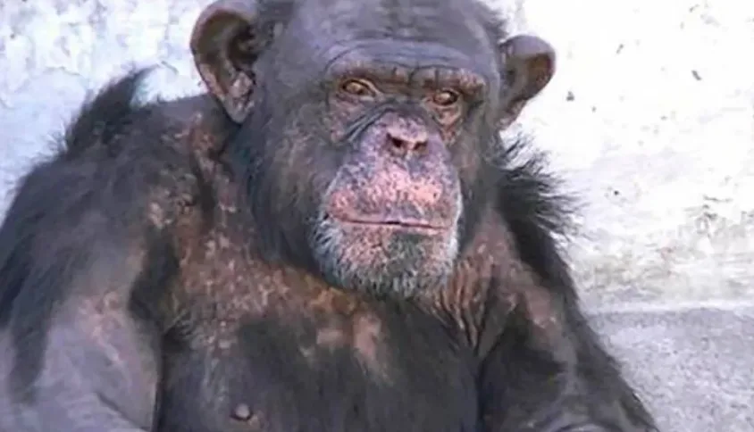 La Corte Suprema dejó firme el fallo que ordena el traslado del chimpance Toti