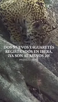 Registraron dos nuevos yaguaretés en el Iberá y son al menos 20