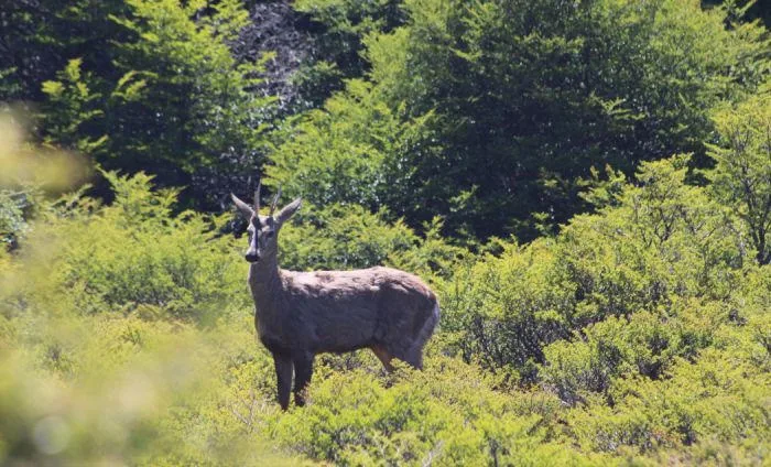 El animal que solo existe en la Patagonia y está en peligro de extinción