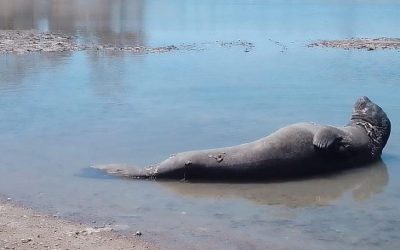 Alerta en las playas de Río Negro: qué hacer (y qué NO hacer) si aparecen animales silvestres este verano