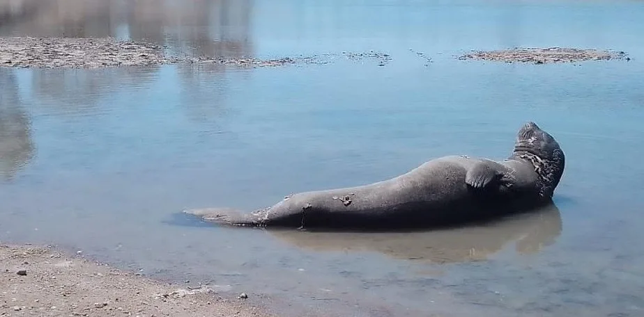 Alerta en las playas de Río Negro: qué hacer (y qué NO hacer) si aparecen animales silvestres este verano