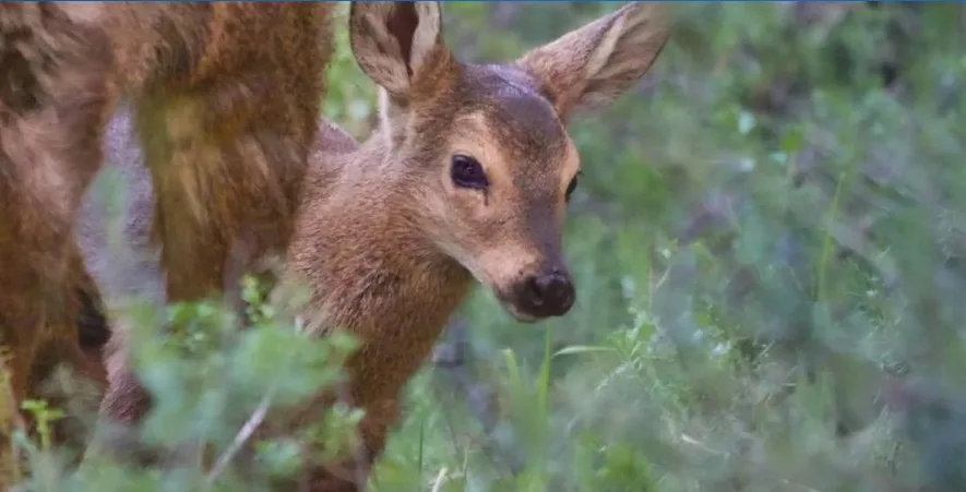 Nació el primer huemul en una estación de rehabilitación y recría de Chubut