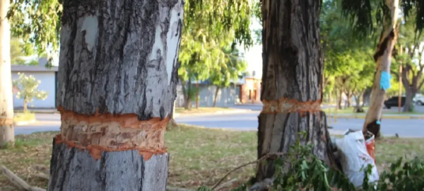 Intentaron talar árboles históricos en Catriel: «Masacre Ambiental», denunció el municipio