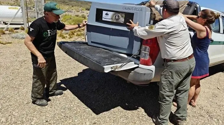 El cóndor salvado por los choferes viajó a Temaikén para su recuperación