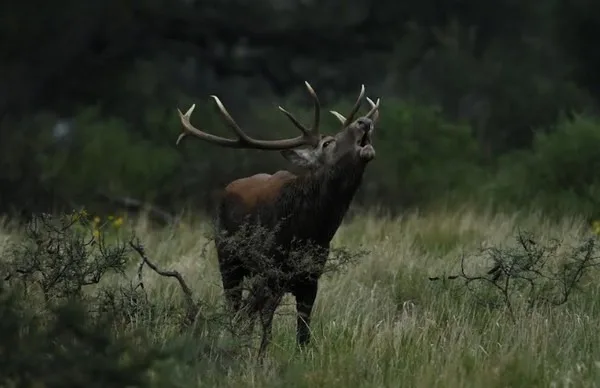 La Pampa anuncia temporada de Brama en la Reserva Provincial Parque Luro