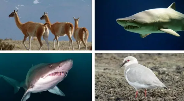 Especies migratorias argentinas que entraron a una lista para conservación