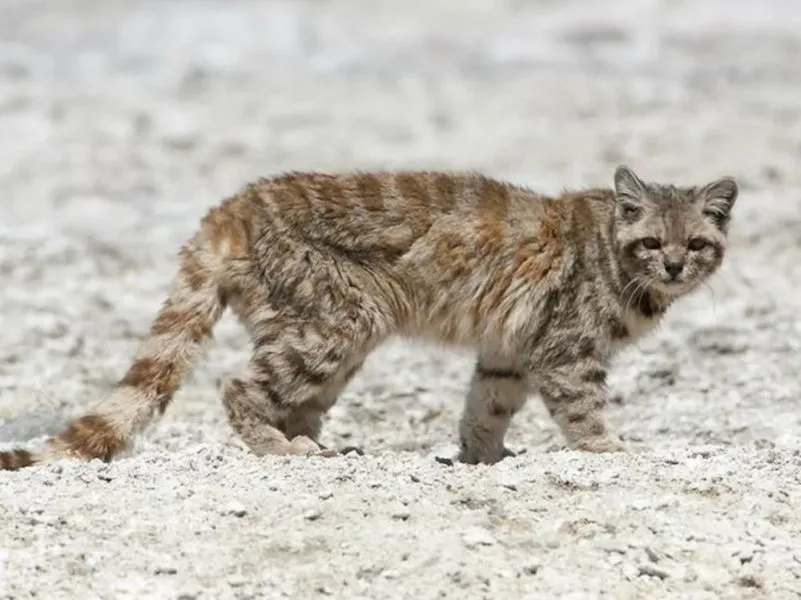 20 años de trabajo para conservar al felino más amenazado de América