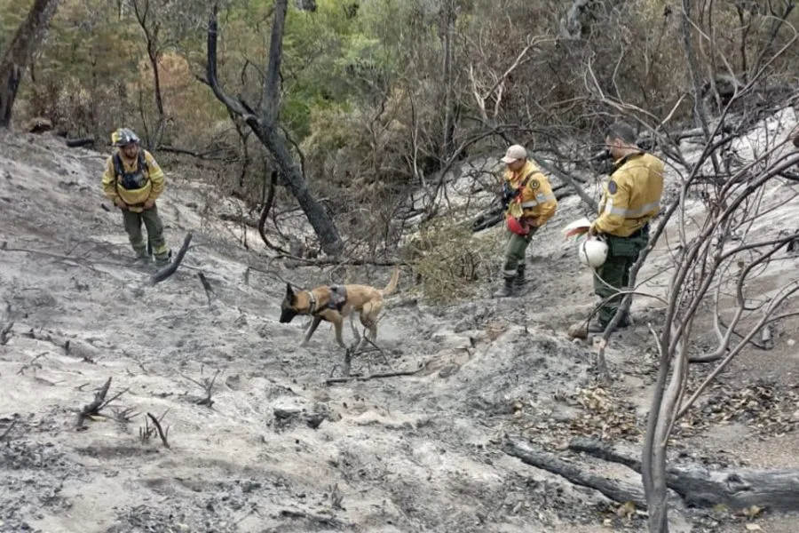 Los diferentes tipos de incendios y su impacto en el medio ambiente