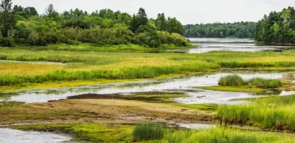 Día Mundial de Humedales: los grandes aliados contra el cambio climático