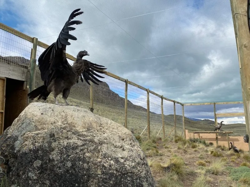 Cuatro cóndores viajaron desde Talagante al Parque Nacional Patagonia para insertarse