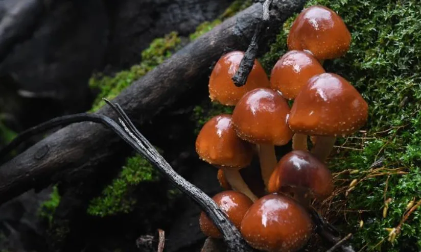Turismo científico: Mundo Fungi