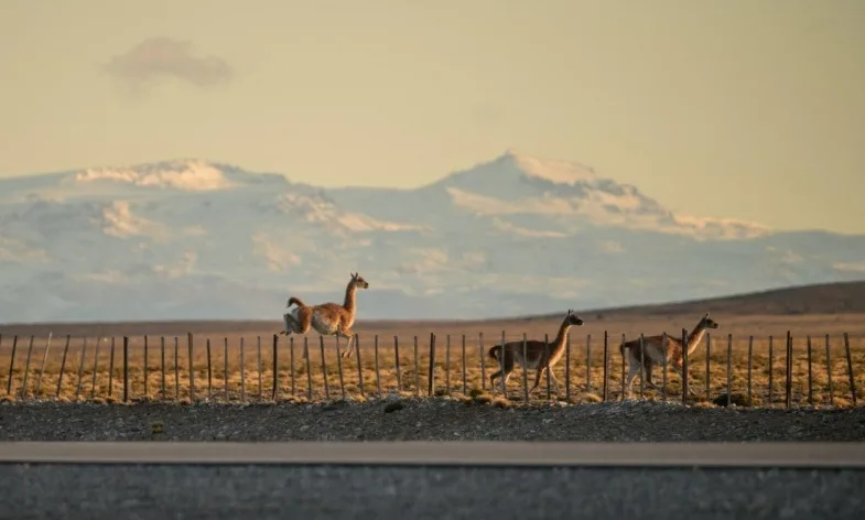 Guanacos en movimiento: entre cultura y conservación