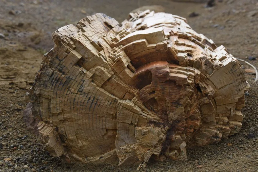 Revelan nuevas especies que habitaron el cretacico superior en la Patagonia